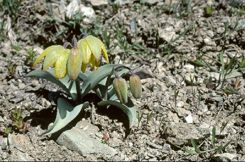 Fritillaria glauca